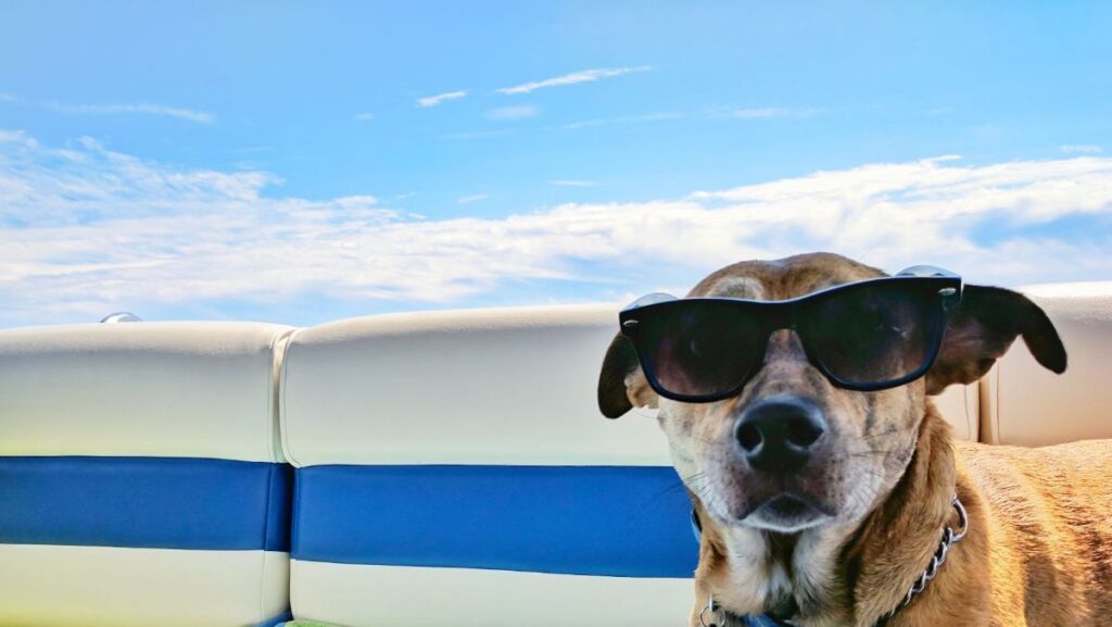 Dog wearing a pair of sunglasses for our Dogs & Beaches blog 2023 in Kent