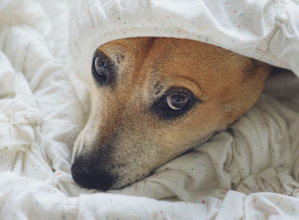 Dog hiding under a blanket for how to keep them calm blog post