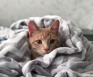 Ginger cat wrapped up in a blanked for blog post with tips on how to keep pets calm