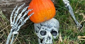 Fake skeletal skull and hands with a small pumpkin on the head. For Saffery Farm Pick Your Own Pumpkins in Faversham in Kent