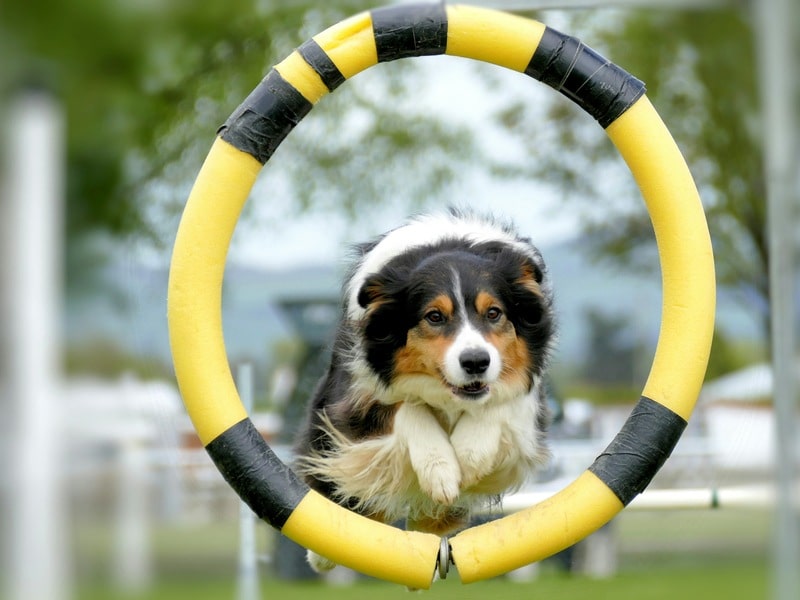 A brown, black and white dog jumping through a black and yellow ring for dog events in Kent blog poss about shows and festivals for dogs in the Garden of England